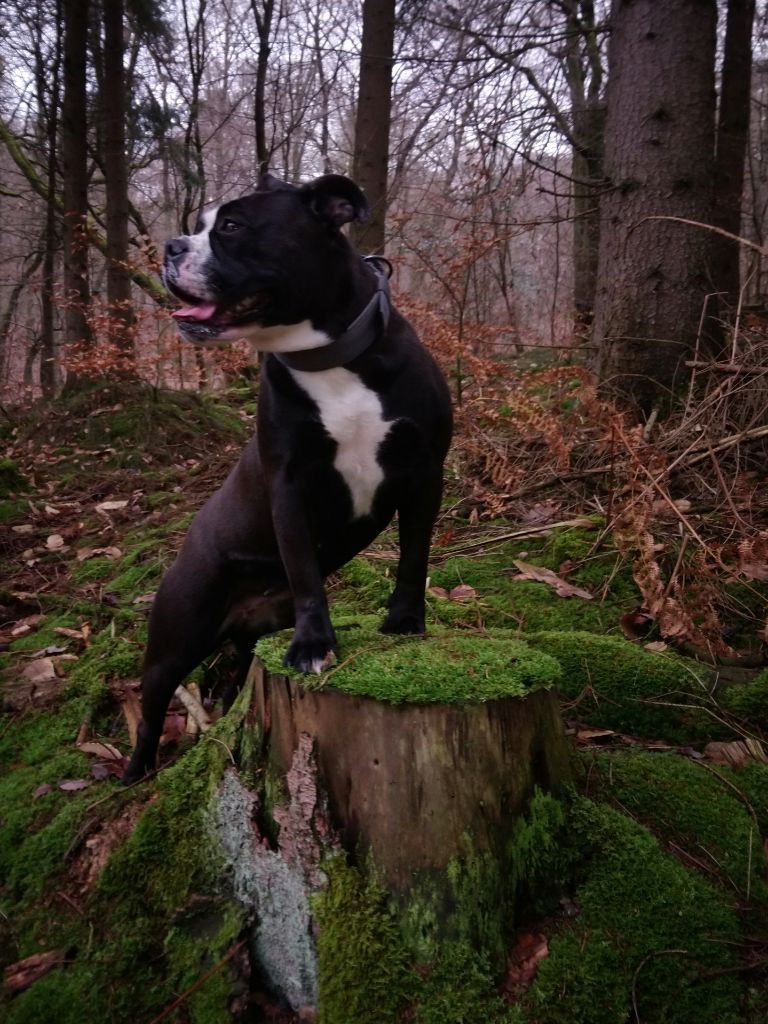 LES PROMENADES EN FORET