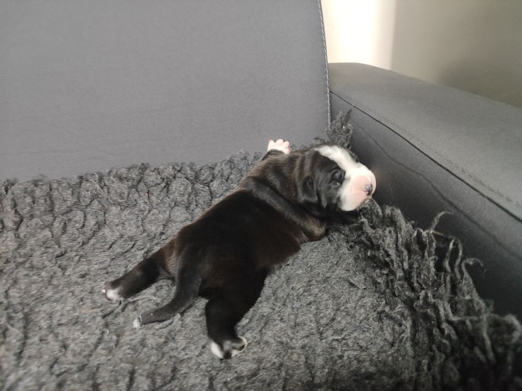 Du Massif De La Houve - Chiots disponibles - Bulldog continental