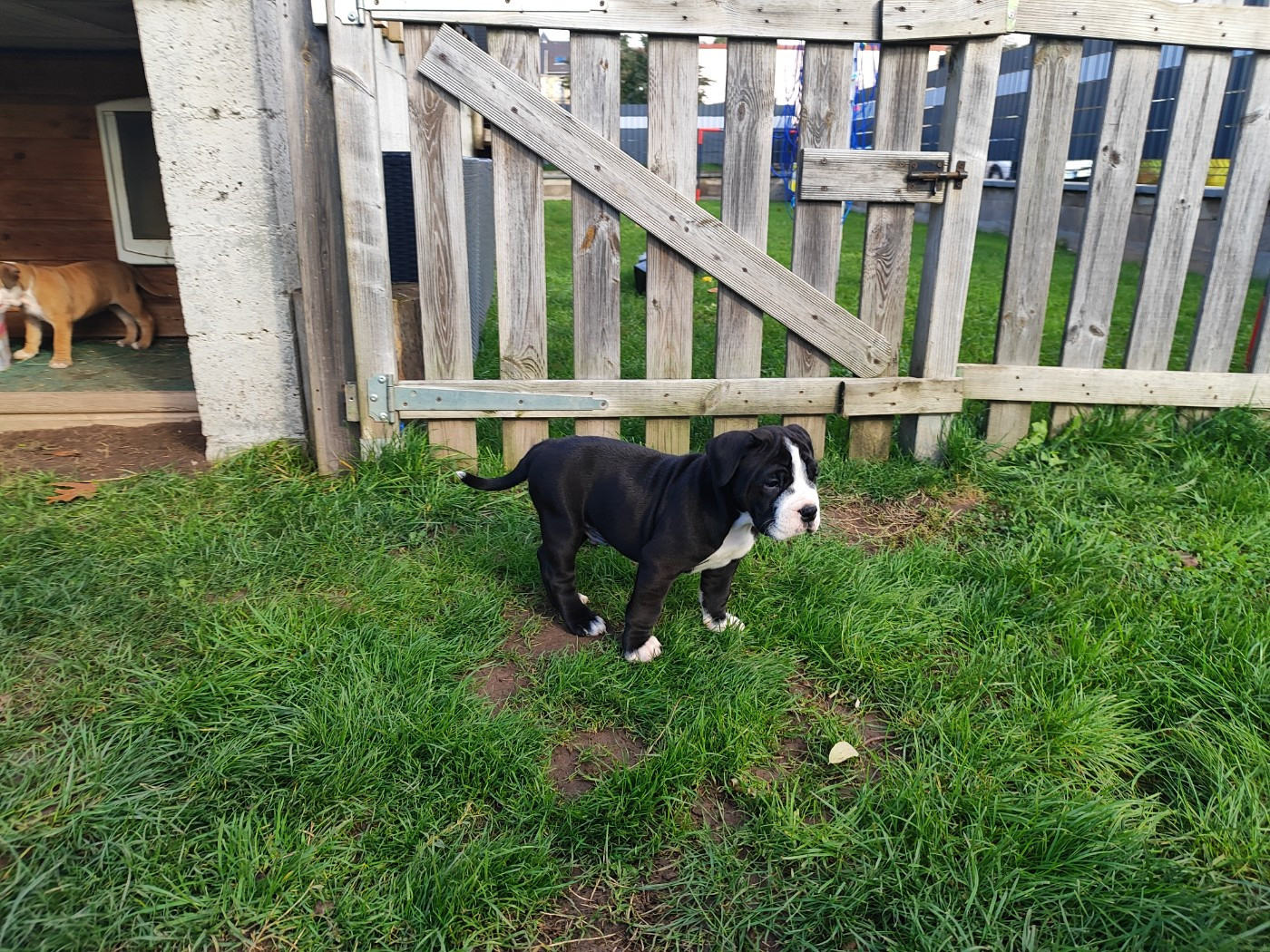 Du Massif De La Houve - Chiots disponibles - Bulldog continental