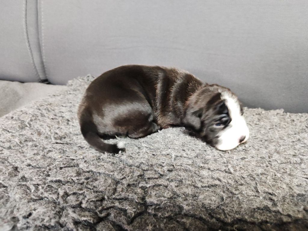 Du Massif De La Houve - Chiots disponibles - Bulldog continental