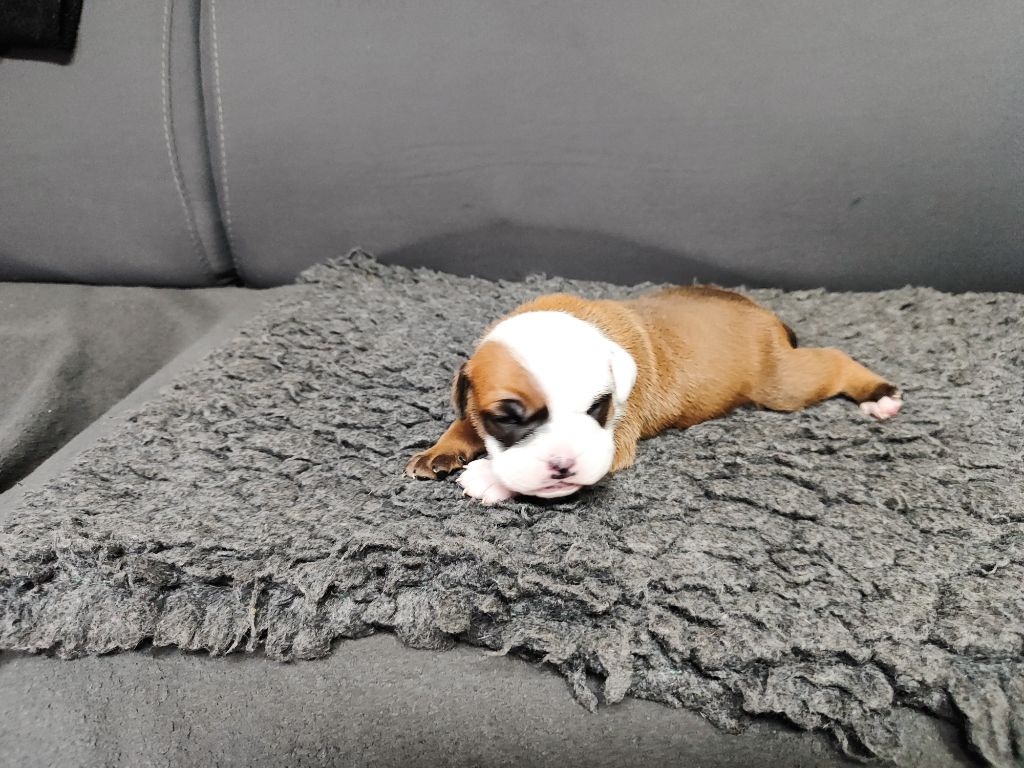 Du Massif De La Houve - Chiots disponibles - Bulldog continental