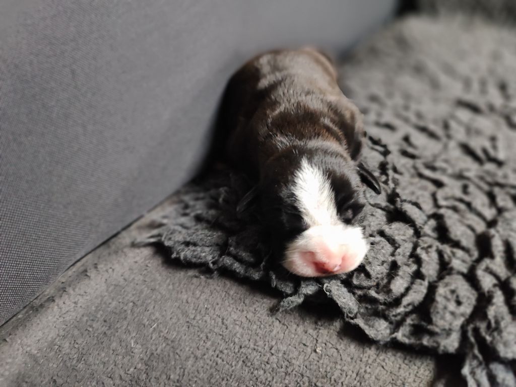 Du Massif De La Houve - Chiots disponibles - Bulldog continental