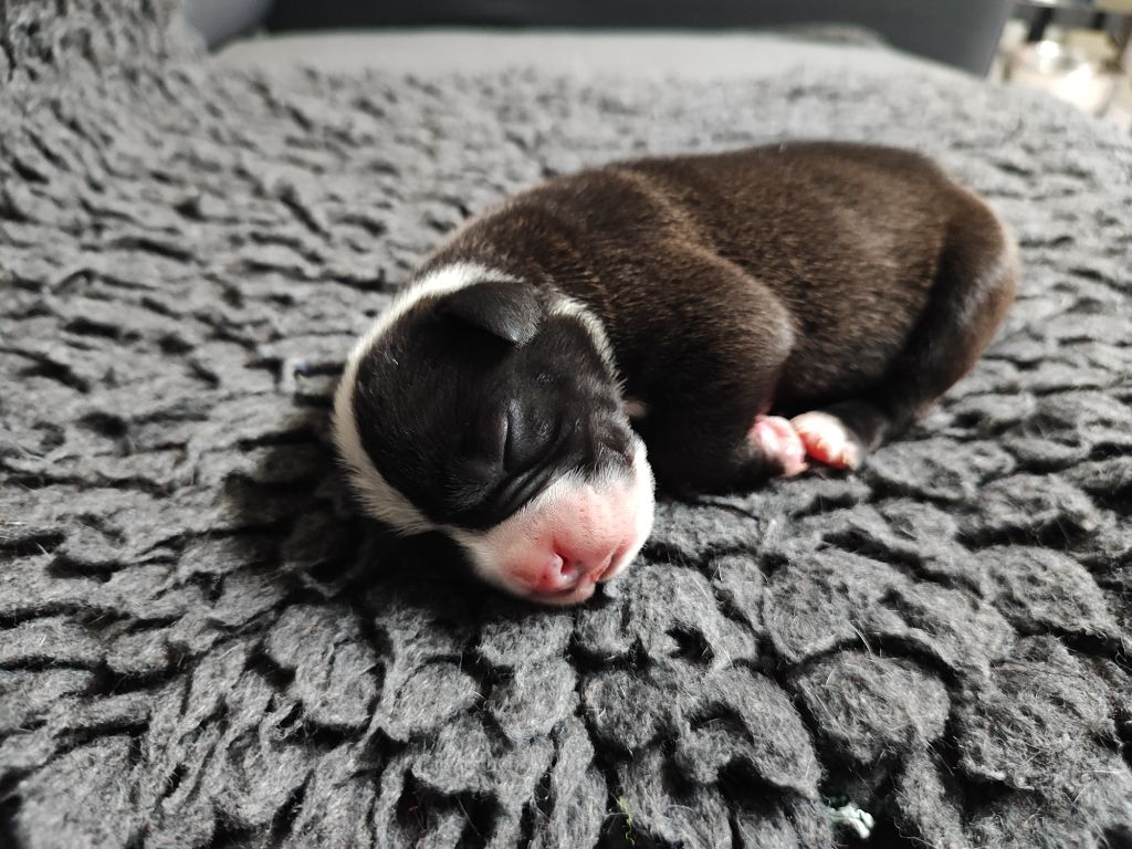 Du Massif De La Houve - Chiots disponibles - Bulldog continental