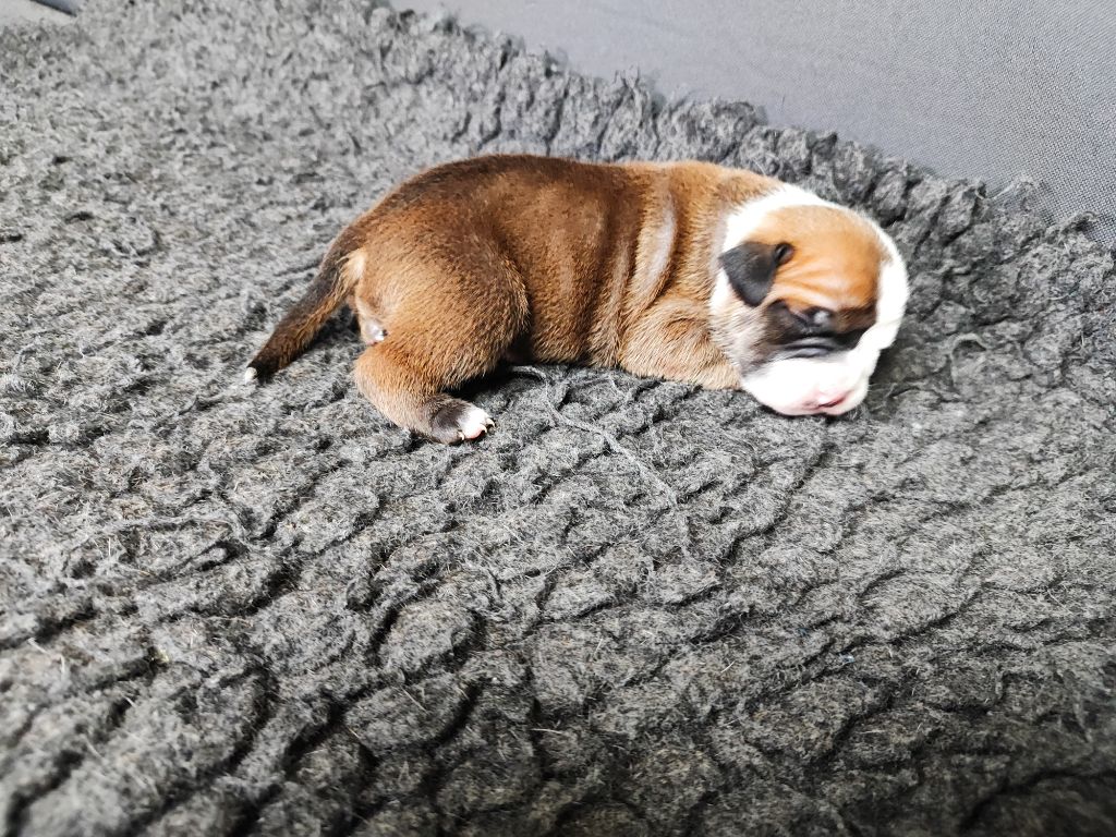 Du Massif De La Houve - Chiots disponibles - Bulldog continental