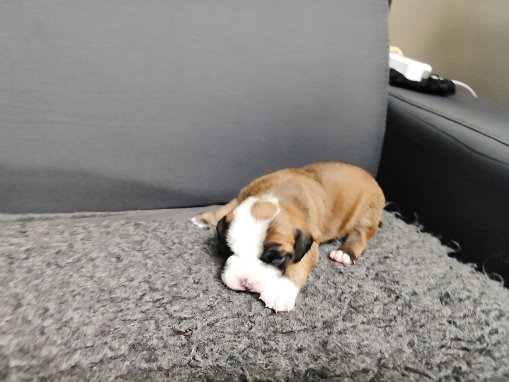 Du Massif De La Houve - Chiots disponibles - Bulldog continental