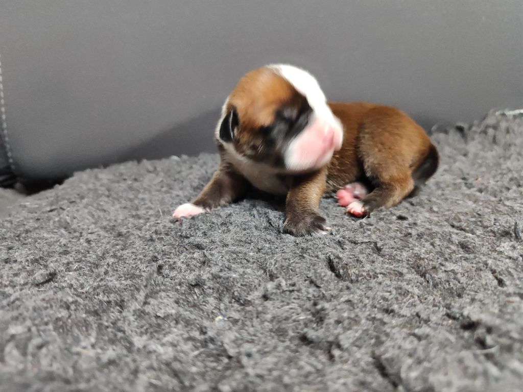 Du Massif De La Houve - Chiots disponibles - Bulldog continental