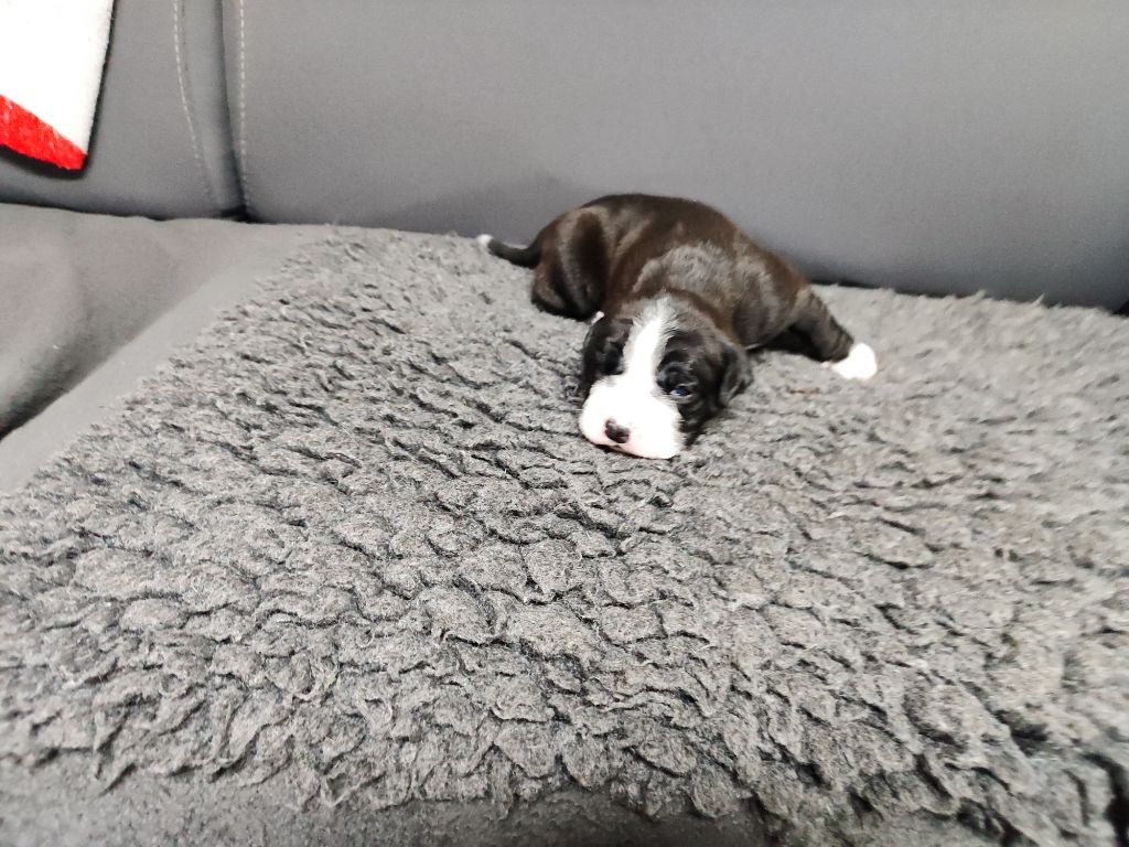 Du Massif De La Houve - Chiots disponibles - Bulldog continental