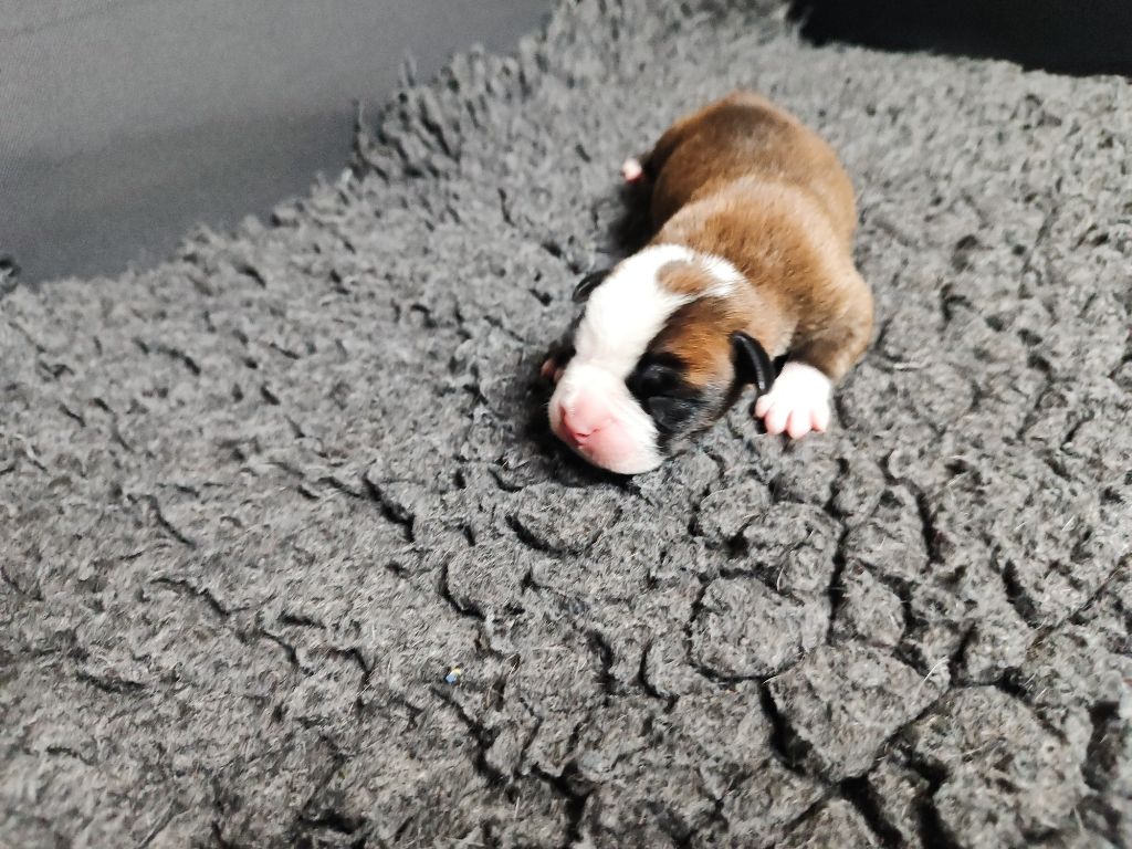 Du Massif De La Houve - Chiots disponibles - Bulldog continental
