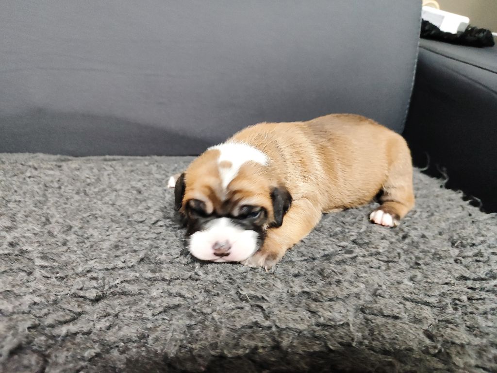 Du Massif De La Houve - Chiots disponibles - Bulldog continental