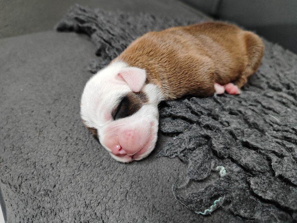 Du Massif De La Houve - Chiots disponibles - Bulldog continental