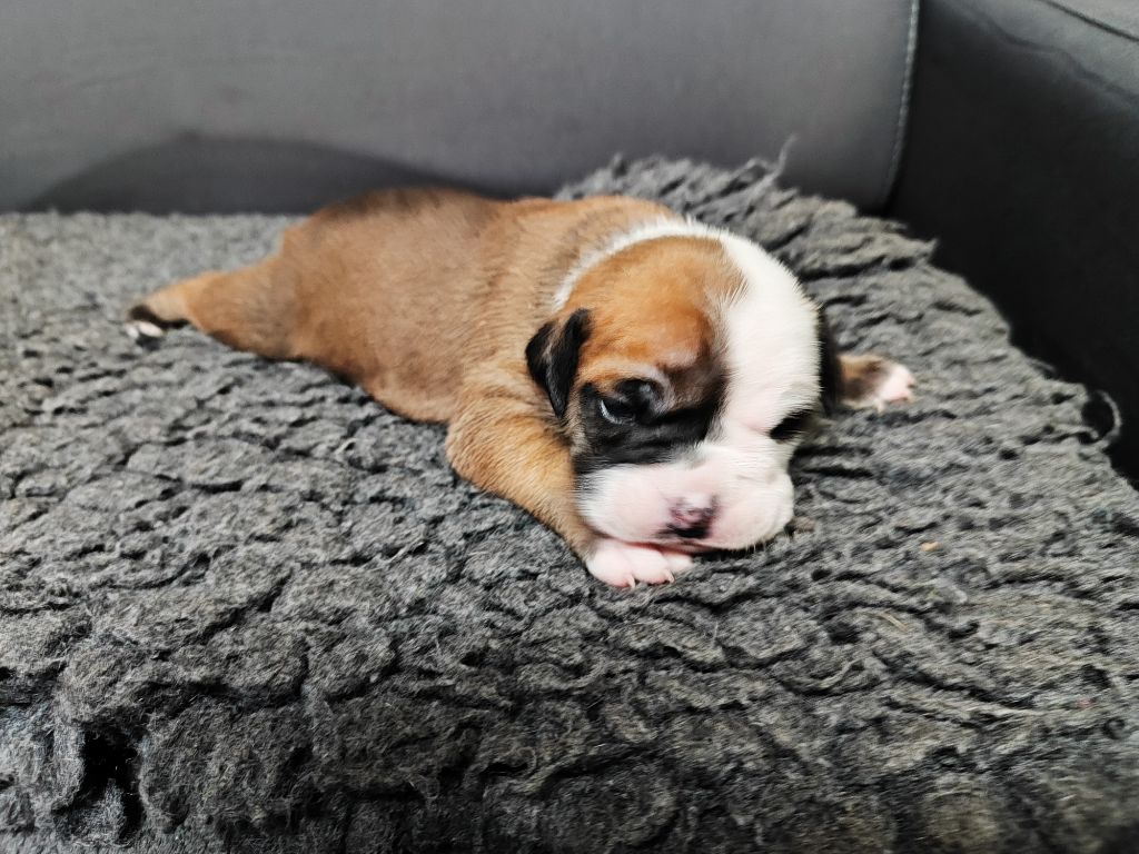 Du Massif De La Houve - Chiots disponibles - Bulldog continental