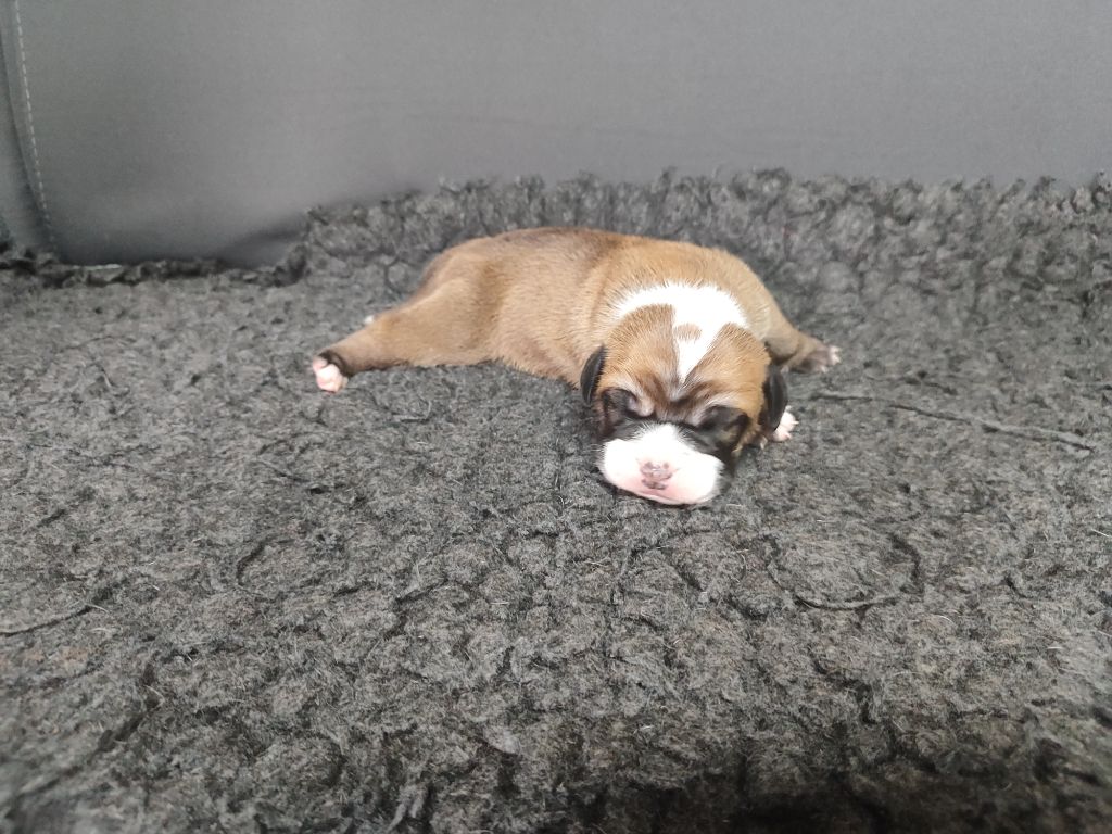 Du Massif De La Houve - Chiots disponibles - Bulldog continental